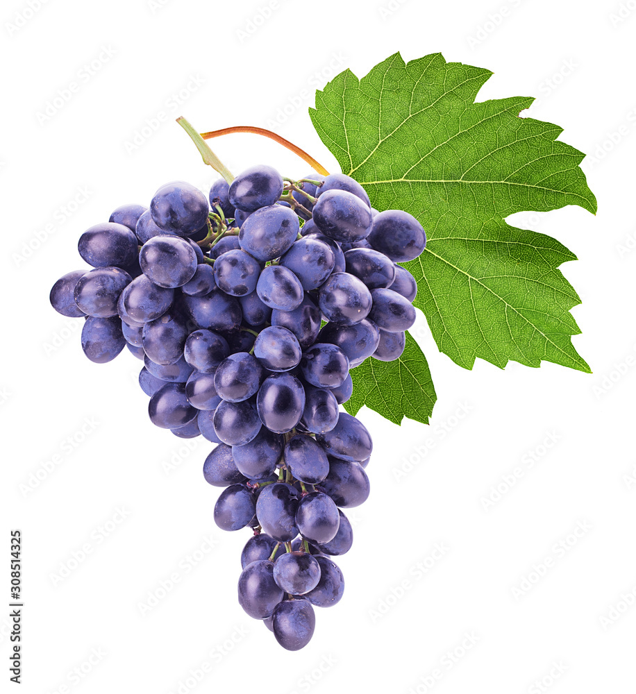 Fototapeta premium Ripe bunch blue grape with leaf