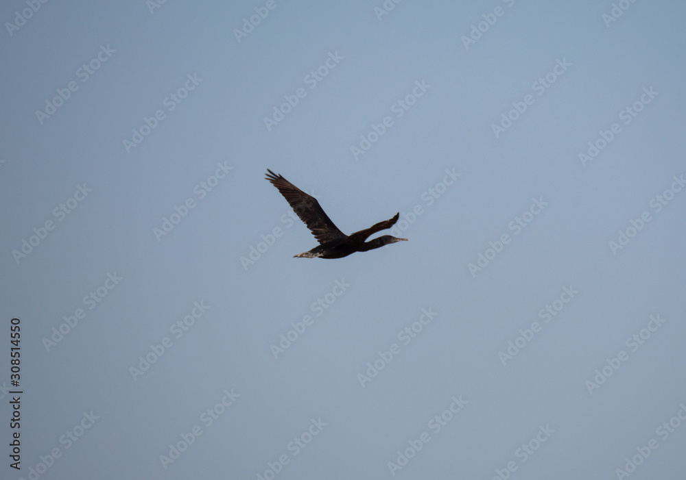 Socotra Cormorant in flight on Hawar Island, Bahrain