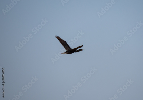 Socotra Cormorant in flight on Hawar Island  Bahrain