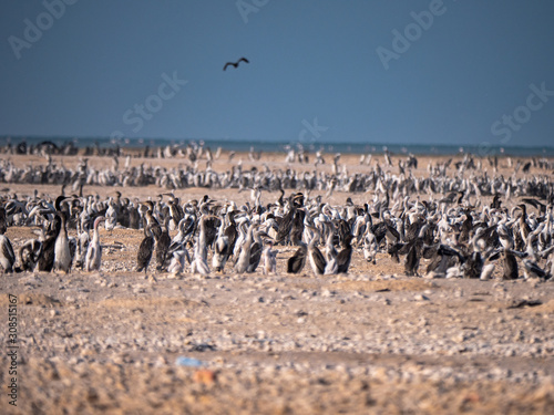 Colony of Socotra Cormorants on Hawar Island  Bahrain