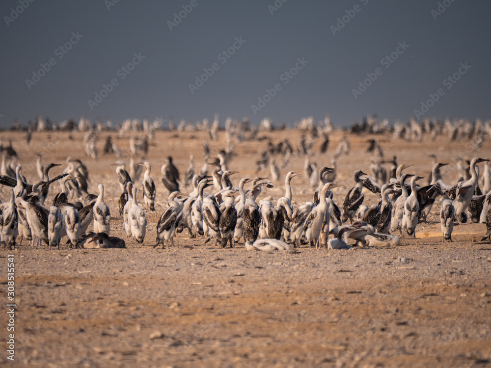 Fototapeta premium Colony of Socotra Cormorants on Hawar Island, Bahrain
