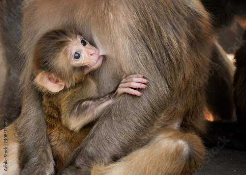 Rhesus maquaque baby suckling from mother breast
