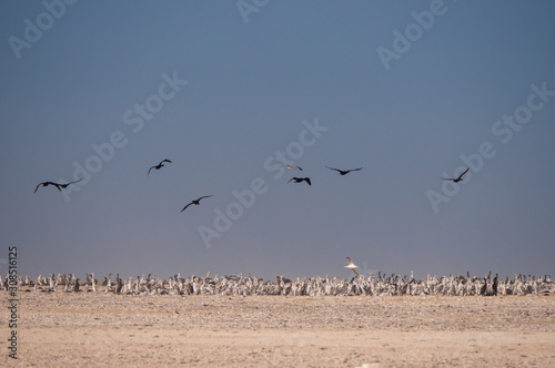 Socotra Cormorants in flight on Hawar Islands, Bahrain © hyserb