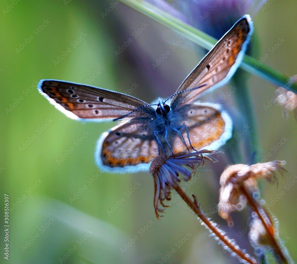 Obraz premium butterfly on a leaf