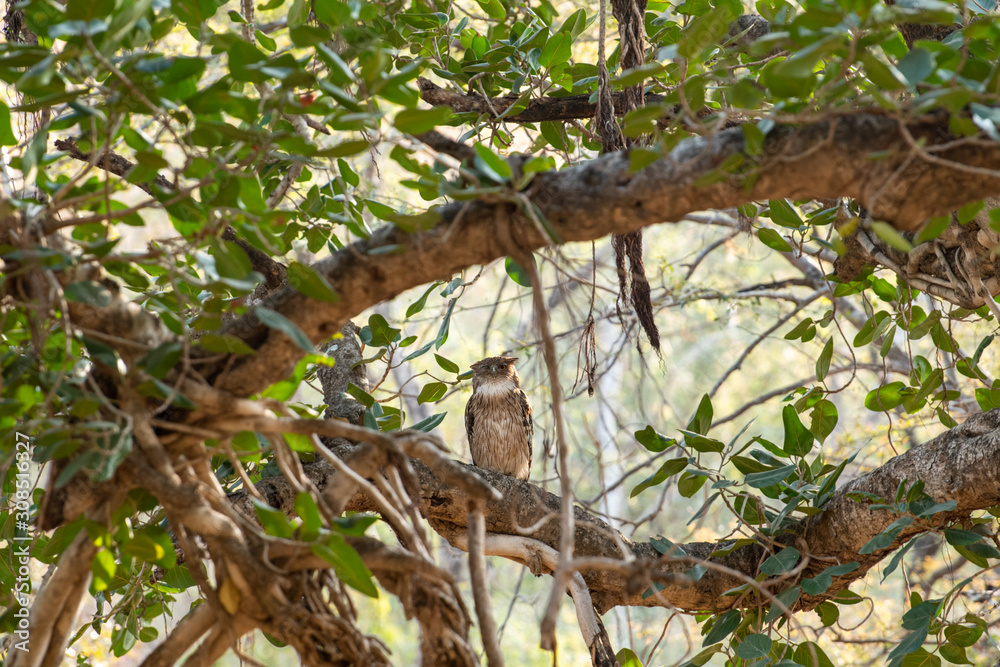 Fototapeta premium brown fish owl wink eyes perched on big banyan tree at ranthambore national park, rajasthan, india - Bubo zeylonensis