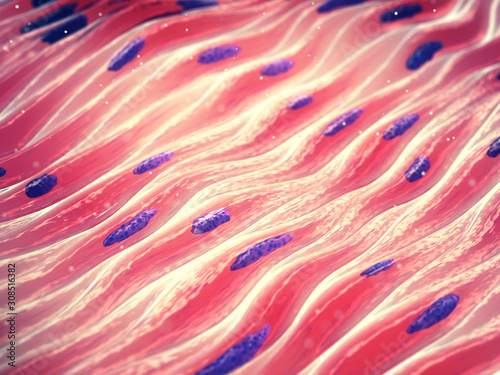 Myocytes, Smooth muscle cell tissue photo