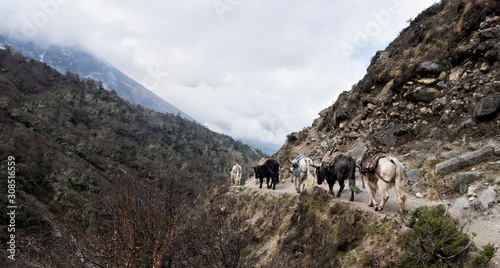 Cattle carrying provÌsions near Pangboche, Himalayas, Solo Khumbu, Nepal photo