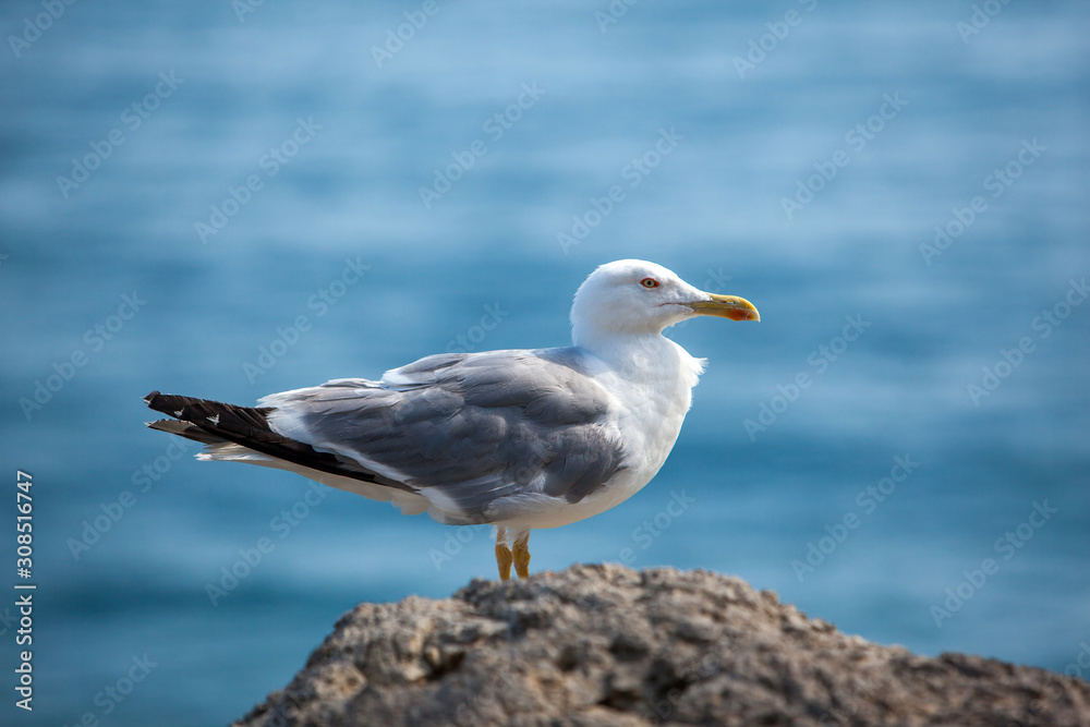 Close up view of Seagull portrait against sea shore. A white bird sitting on a rock by the beach. natural blue water background.