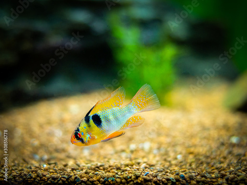 ram cichlid  Mikrogeophagus ramirezi  in a fish tank