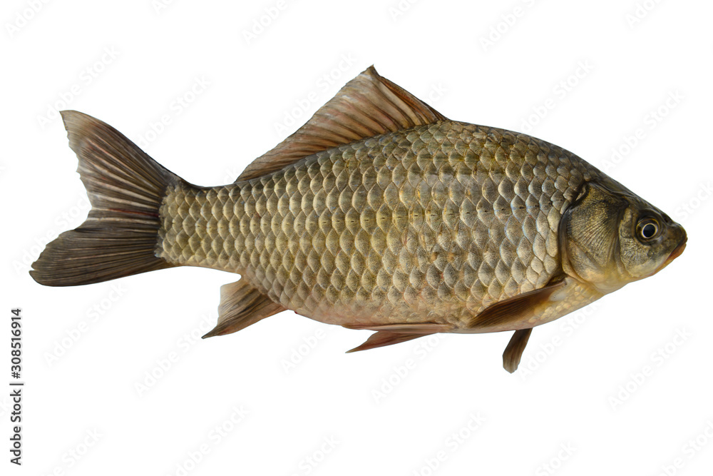 One golden crucian on a white background One golden crucian on a white background
