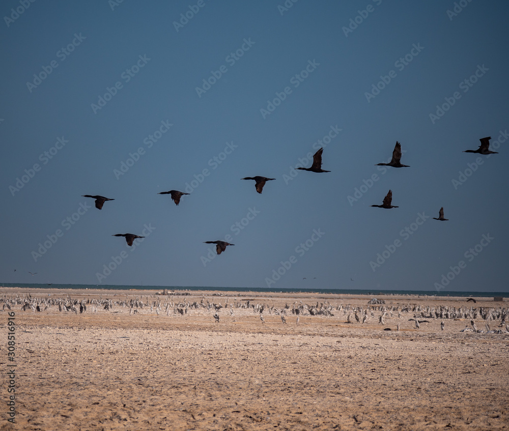 Socotra Cormorants in flight on Hawar Islands, Bahrain Socotra Cormorants in flight on Hawar Islands, Bahrain