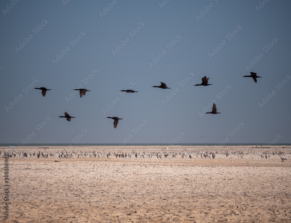 Socotra Cormorants in flight on Hawar Islands, Bahrain Socotra Cormorants in flight on Hawar Islands, Bahrain