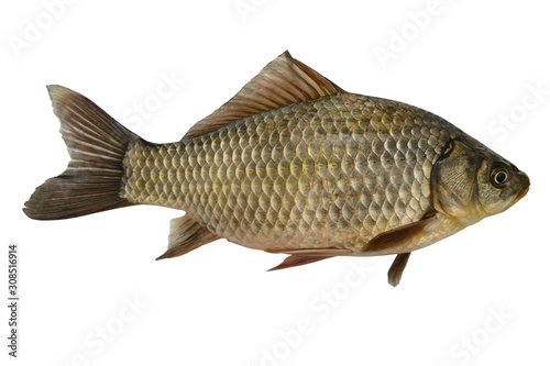 One golden crucian on a white background