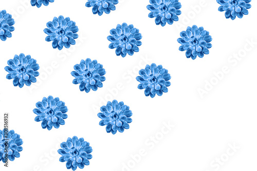 Beautiful blue succulent pattern on white background.