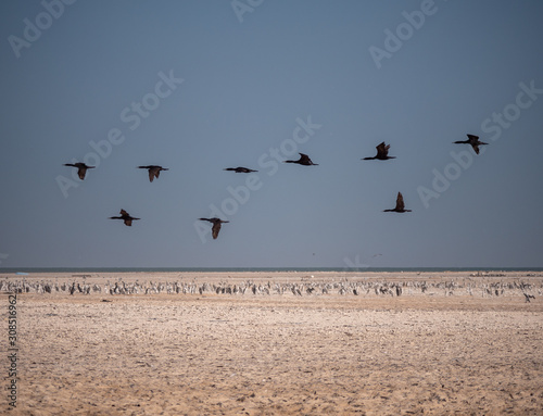 Socotra Cormorants in flight on Hawar Islands  Bahrain