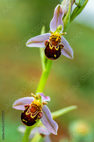 Valokuva ophrys oestrifera