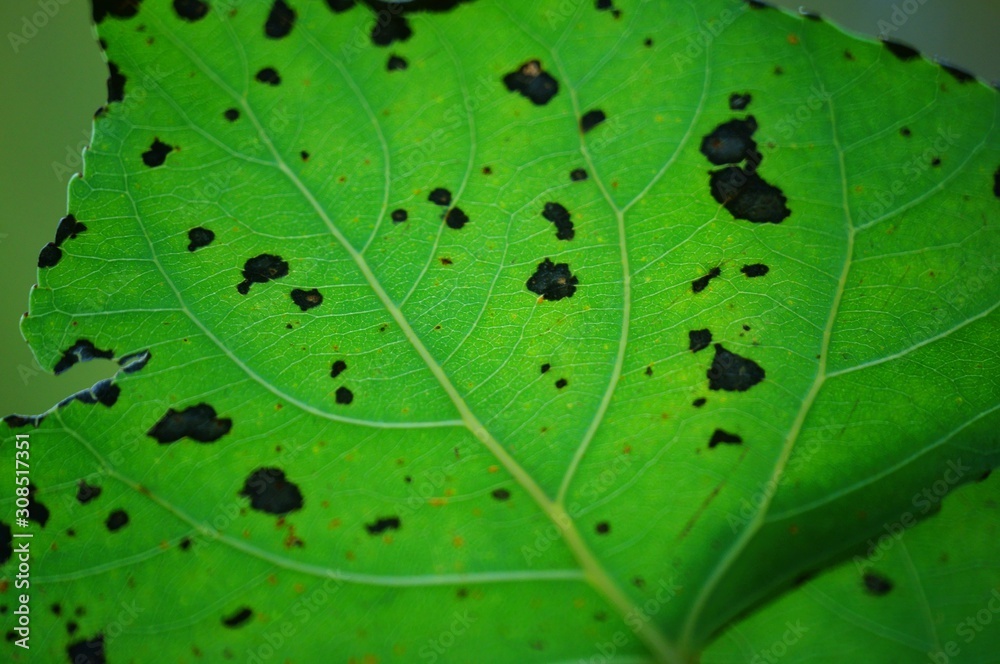 green leaf with water drops green leaf with water drops