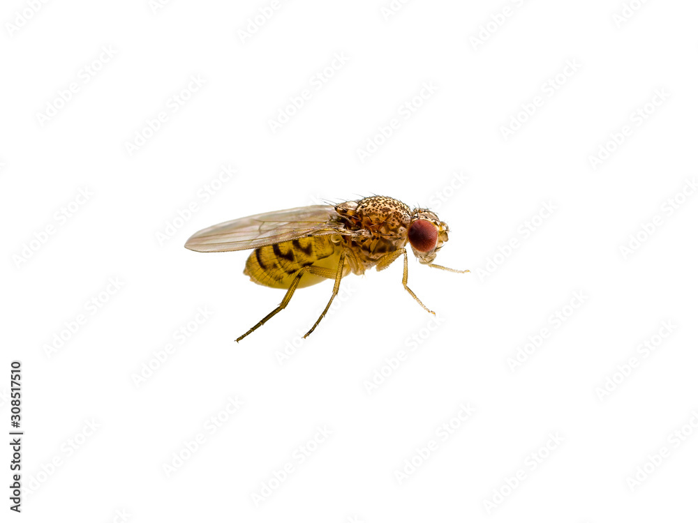 Drosophila Fruit Fly Diptera Insect Isolated on White Background Drosophila Fruit Fly Diptera Insect Isolated on White Background