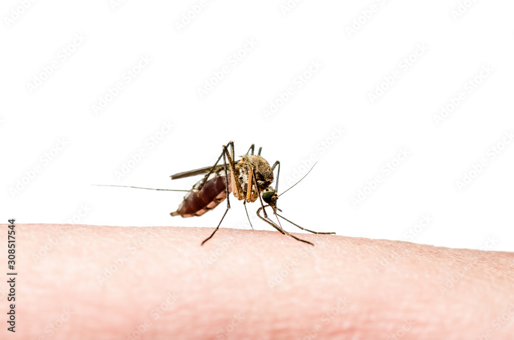 Dangerous Dengue Infected Mosquito Bite, Encephalitis, Yellow Fever, Malaria, Mayaro Disease, Zika, EEEV or EEE Virus Infectious Culex Parasite Insect Dangerous Dengue Infected Mosquito Bite, Encephalitis, Yellow Fever, Malaria, Mayaro Disease, Zika, EEEV or EEE Virus Infectious Culex Parasite Insect