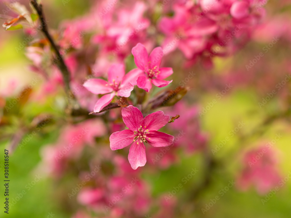 pink apple blossoms on a blurred background