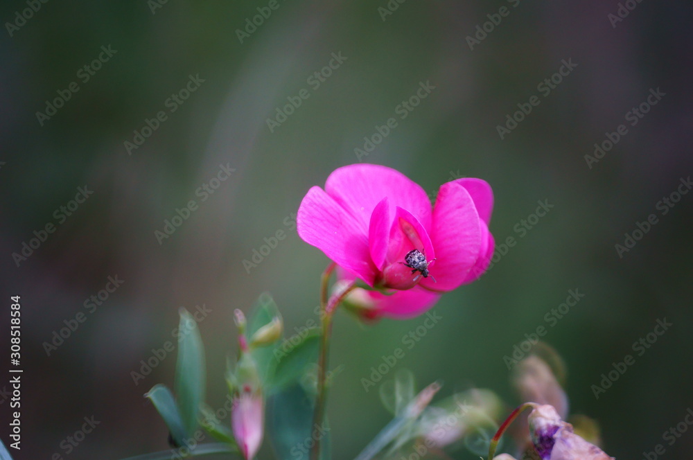 flower in the garden flower in the garden
