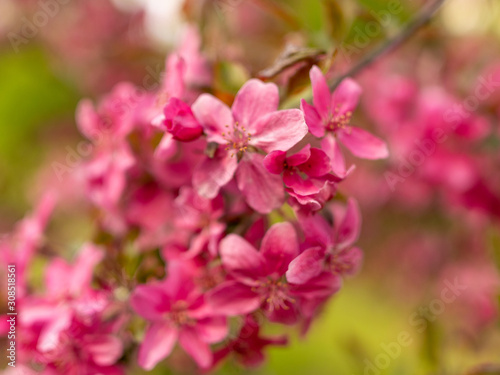 pink apple blossoms on a blurred background