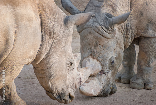 Battle between two white rhino fighting in the dust.