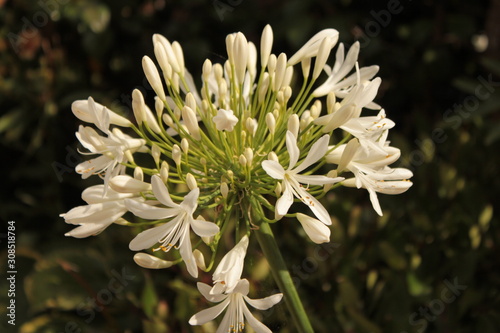 Fleurs mariage