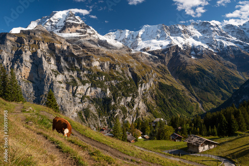 Grazing Cattle in Muerren (Mürren), Jungfrau Region, Switzerland © Markus