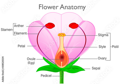 Anatomy flower. Plant reproductive system diagram, annotated. Flowering plants reproduction system. Pink, red flowers parts, components structure. White  background. Drawing illustration. Vector