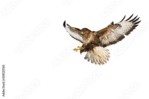 Wild common buzzard, buteo buteo, in flight catching prey with claws isolated on white background. Landing free bird with spred wings cut out on blank. photo