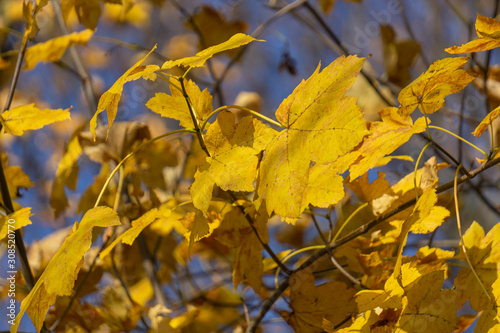 Gelbe Blätter im Herbst vor blauem Himmel