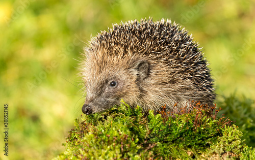 Hedgehog, wild, native, European hedgehog on green moss log, facing left with blurred green background. Horizontal. Space for copy.