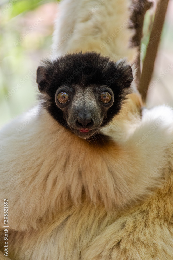 Fototapeta premium Madagascar