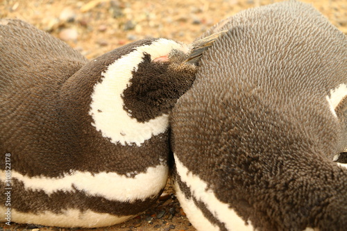 pinguino durmiendo sobre otro