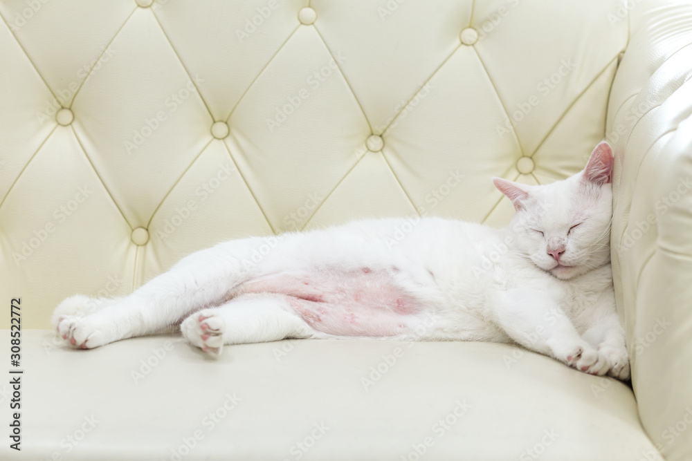 Fototapeta premium White cat asleep on the couch.