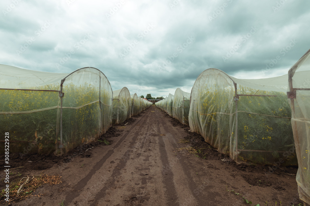 Organic sustainable growing rapeseed experiment in controlled conditions Organic sustainable growing rapeseed experiment in controlled conditions
