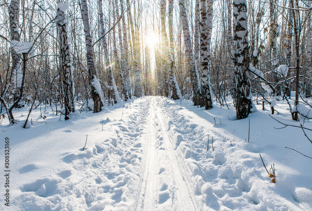 Winter birch forest lit by the sun at sunset. Winter birch forest lit by the sun at sunset.