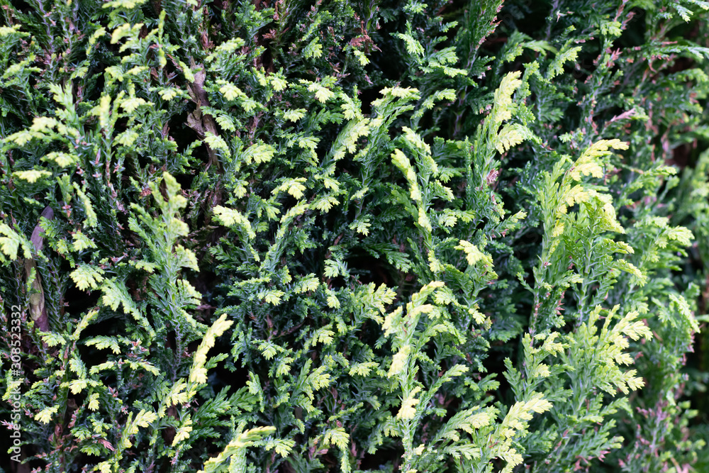 Close up foliage taken from a green hedging shrub. Close up foliage taken from a green hedging shrub.