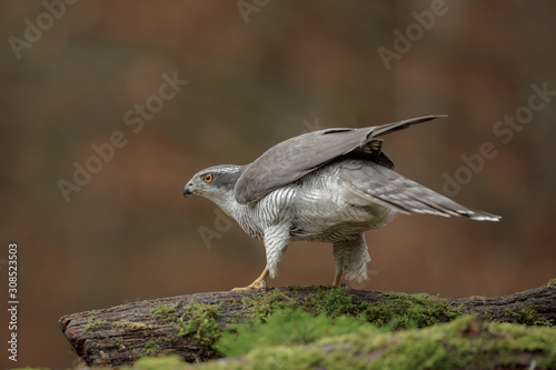 A goshawk preparing to take off