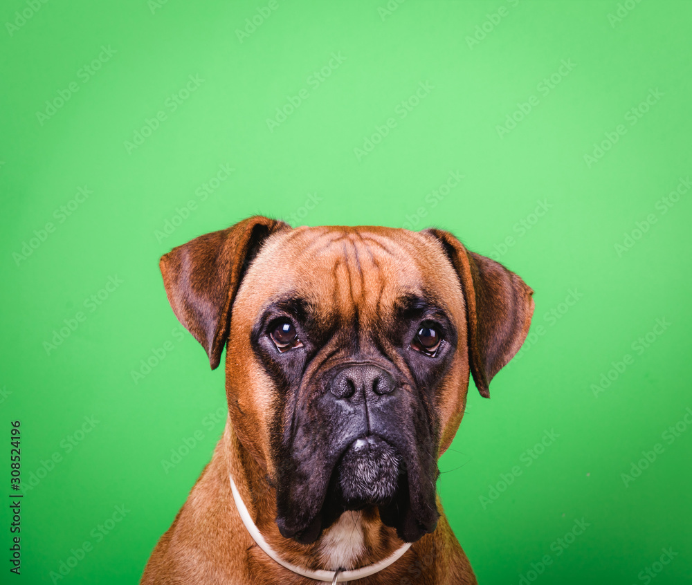 Portrait of cute boxer dog on colorful backgrounds, green, copy space