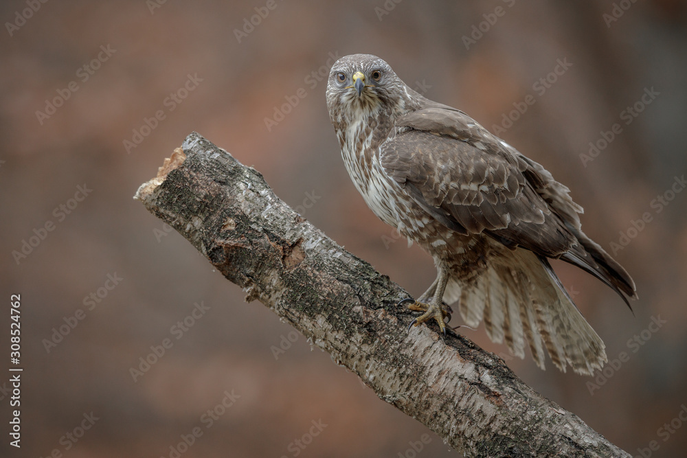 An amazing raptor, buteo buteo, looking stright at the camera An amazing raptor, buteo buteo, looking stright at the camera