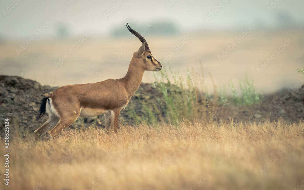 Isolated shot of Chinkara or Indian gazelle in the grasslands of Interior Maharashtra Isolated shot of Chinkara or Indian gazelle in the grasslands of Interior Maharashtra