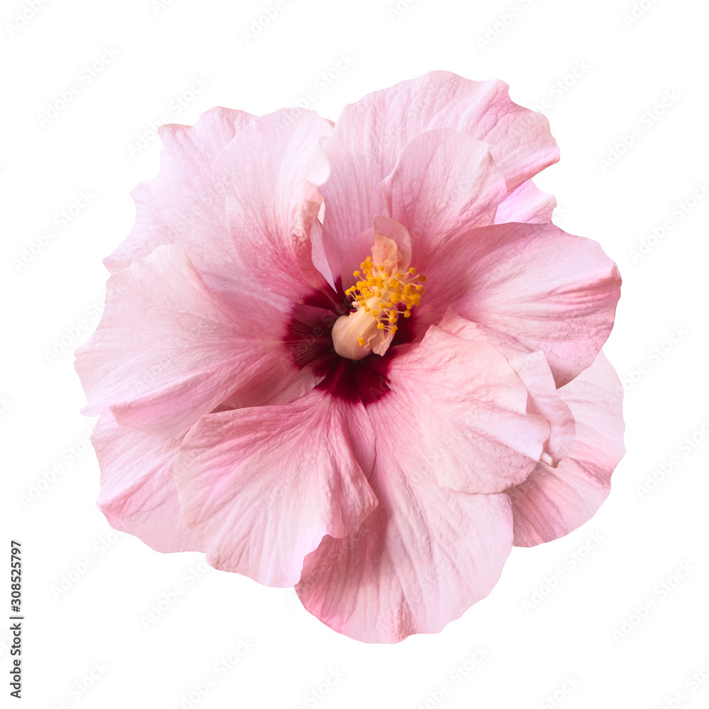 tender pink hibiscus flower isolated