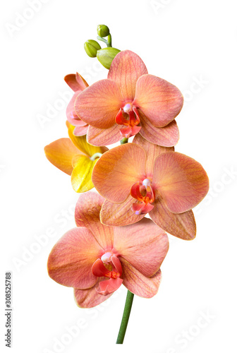 Fototapeta Naklejka Na Ścianę i Meble -  a branch of phalaenopsis orchid flowers and buds isolated on white background