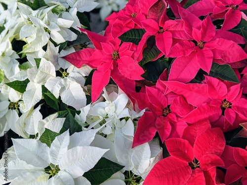 Princettia Poinsettia (Euphorbia pulcherrima)  photo