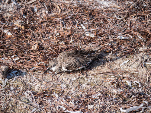 Dead bird on Hawar Islands, Bahrain
