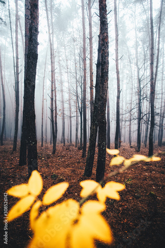 Misty spruce forest in autu...