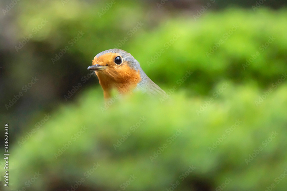 Head of robin redbreast between moss. Head of robin redbreast between moss.