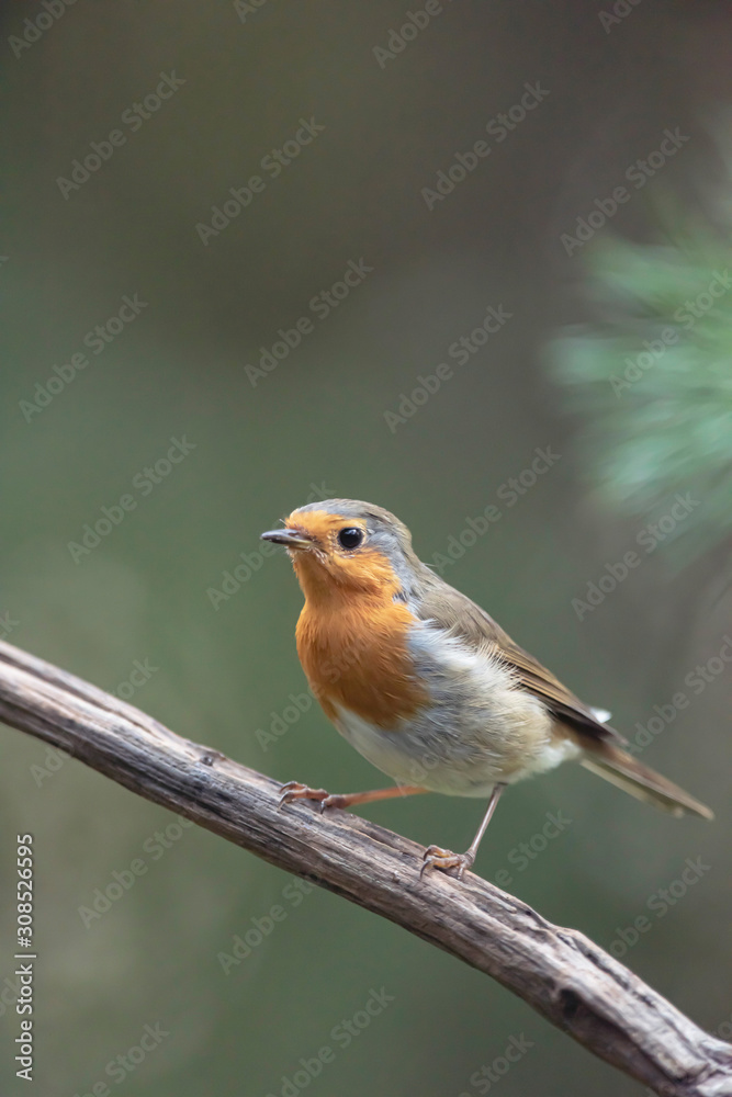 Robin redbreast perched on branch in summer forest. Robin redbreast perched on branch in summer forest.